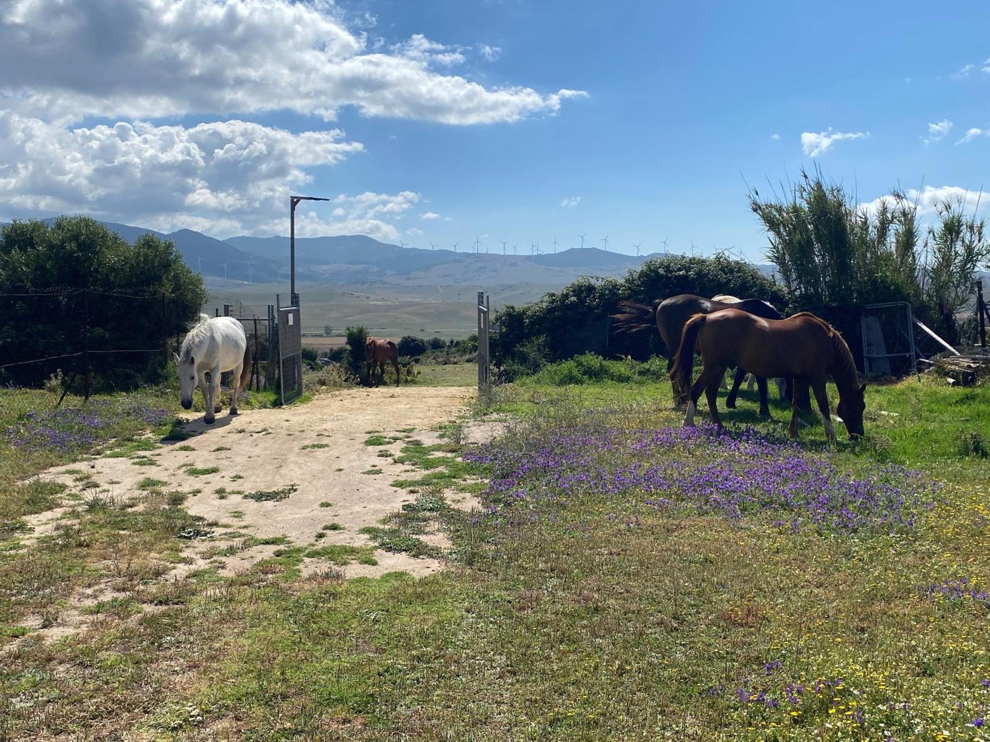 Rustic Cabin Tarifa 4 Guests 10 Minutes To Beach Buitenkant foto